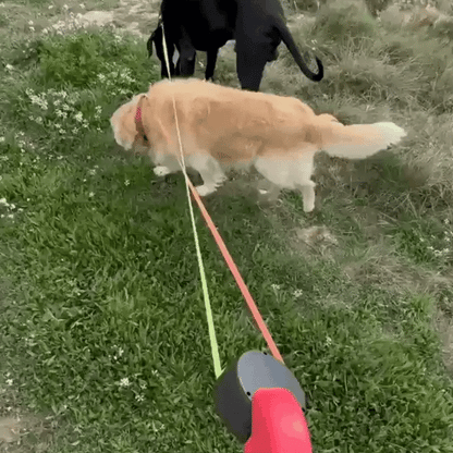 Twist-Free Duo Leash – Walk Two Dogs with Control & Visibility