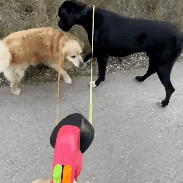 Twist-Free Duo Leash – Walk Two Dogs with Control & Visibility