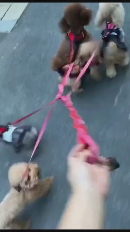 Twist-Free Duo Leash – Walk Two Dogs with Control & Visibility